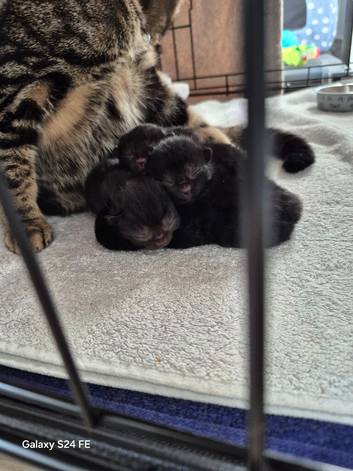 Tabby kittens available