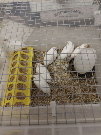 White buttons quails