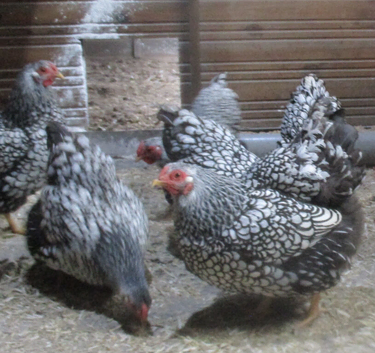 Silver Laced Wyandotte Bantam hens ( broody  or in lay)