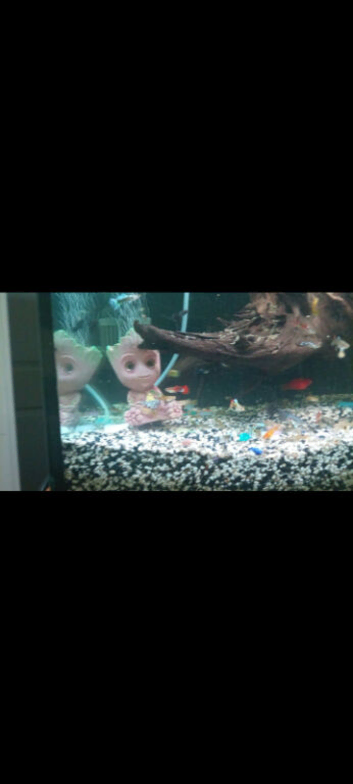 Guppies