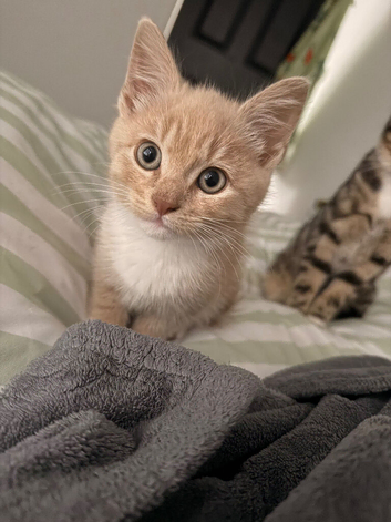 Beautiful kitten looking for a home