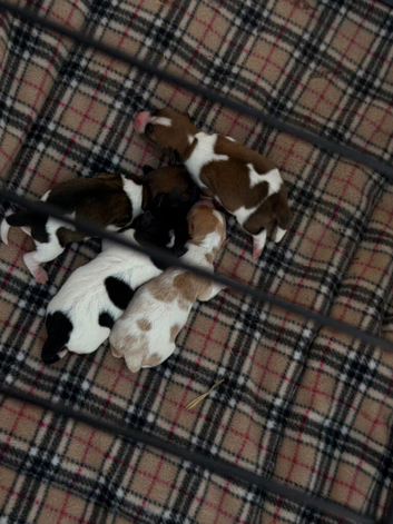 Jack russel puppies