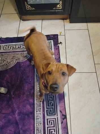 Shar pei / beagle mix breed female