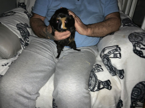 Guinea pigs for sale