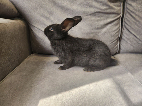 4 beautiful mixed breed rabbits see Description