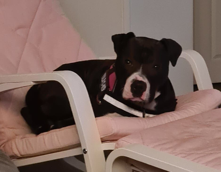 Behaviourist foster needed for a special dog