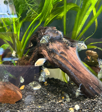 Blue Polar Cichlids Young - Mix colors