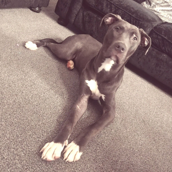 Cane Corso x American bull dog