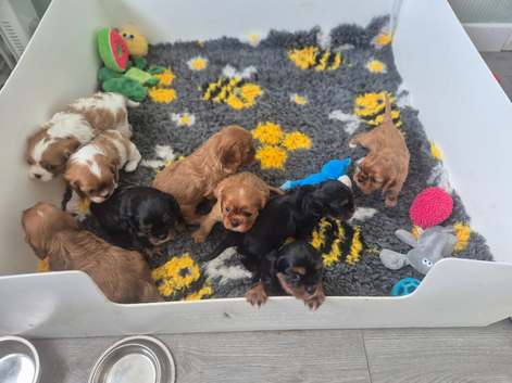 KC Cavalier king Charles Spaniel's puppies for sale
