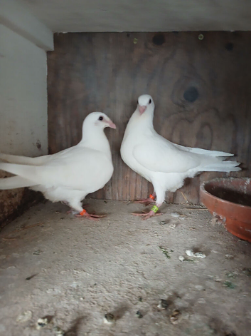 10 young white logan pigeons for sale