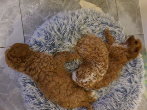 Toy f1b cavapoo puppies