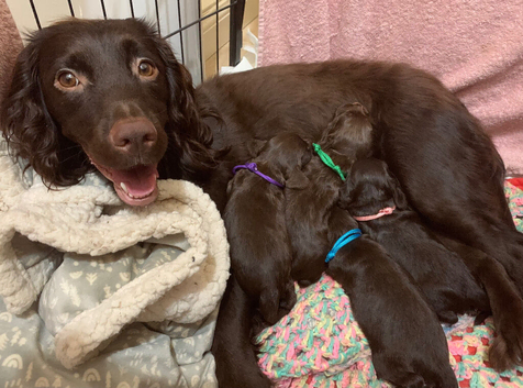 Working Cocker Spaniel puppy&rsquo;s
