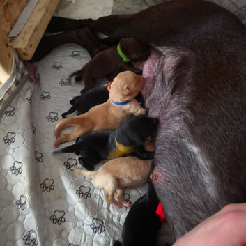 Adorable labs