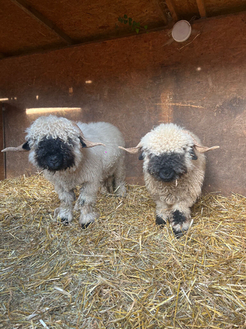 Valais black nose rams