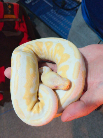 Albino Royal + Full enclosure