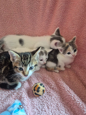 Last two gorgeous male kittens
