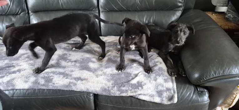 Bull Lurcher
