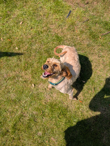 Cockapoo