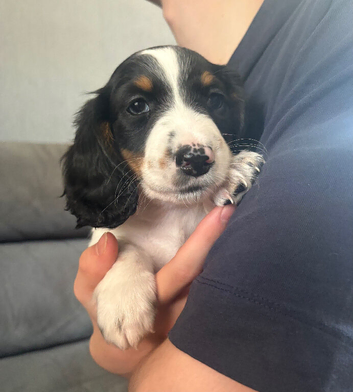 Miniature Dachshund