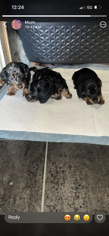 2 dachunds