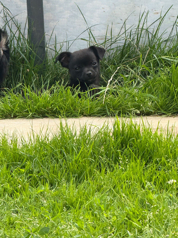 Chihuahua pups