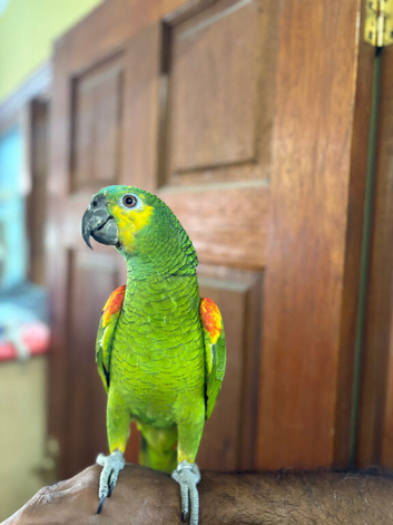 1 year old Blue Fronted Amazon