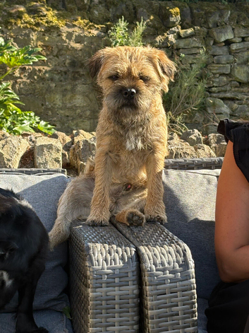 KC Registered Border Terrier for stud. KC name Pebbledyke Pointing