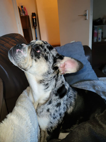English bulldog/french bulldog