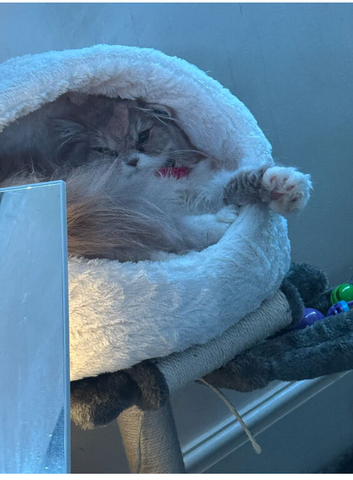 Persian cross kittens