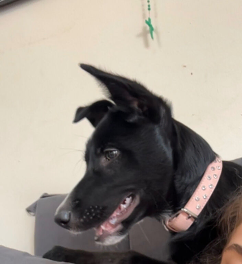 German shepherd/ Border collie mix