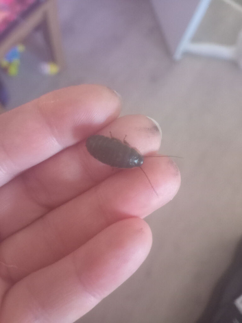 Baby Madagascan hissing cockroach"s