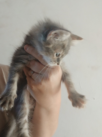 Maine coon cross girl