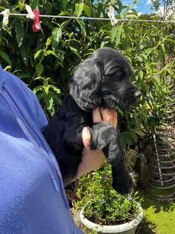 KC registered cocker spaniel puppies