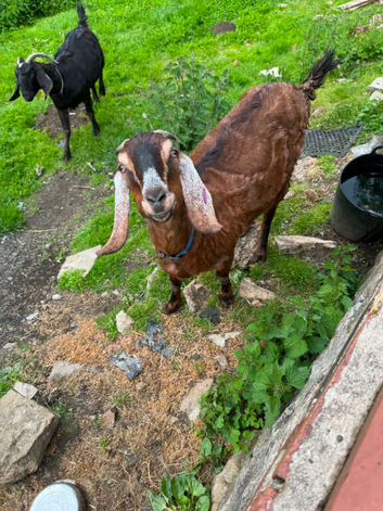 2x Female pure bred unregistered Anglo Nubian