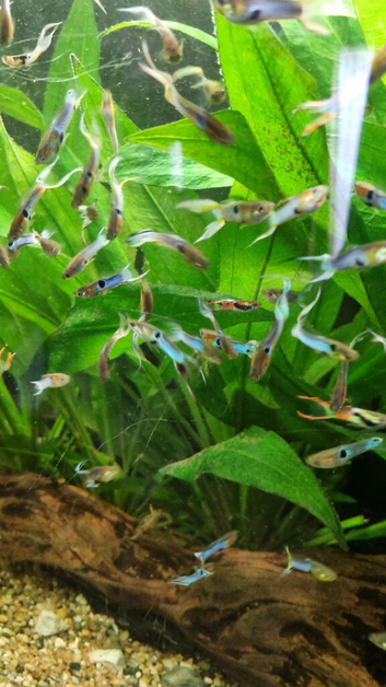 Male endler guppies