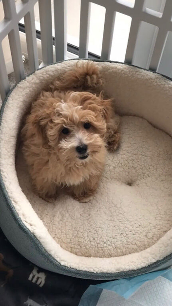 F1 Maltipoo puppies DNA tested Clear