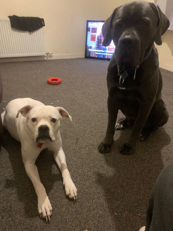 Cane corso x American bulldog