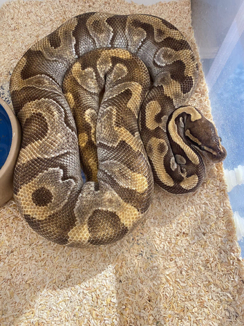 Enchi fire Yellowbelly female ball python