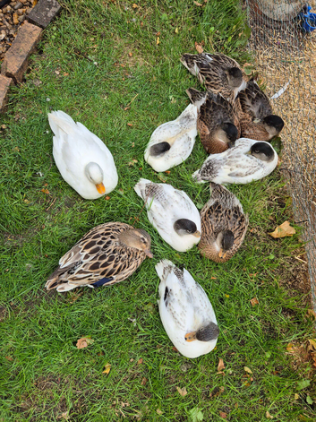 8 call duck ducklings for sale (hatched 15 April)