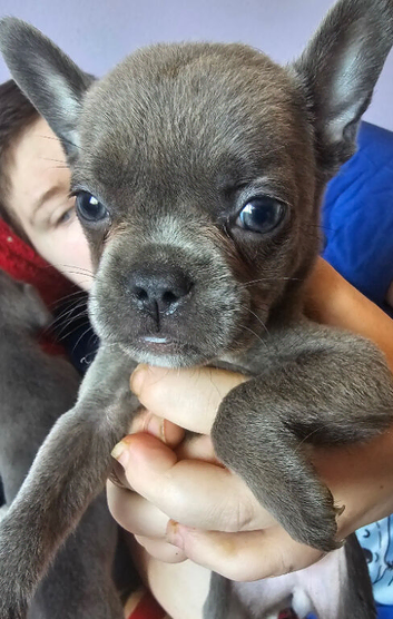 frenchie/ sharpi