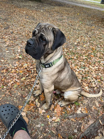 Selling my 2 year old male cane corso