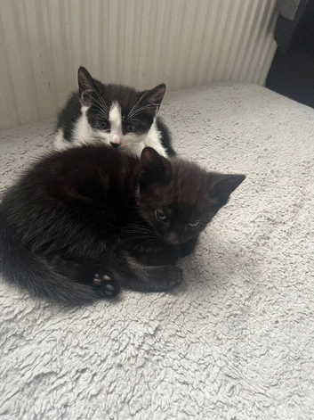 Kittens ready now