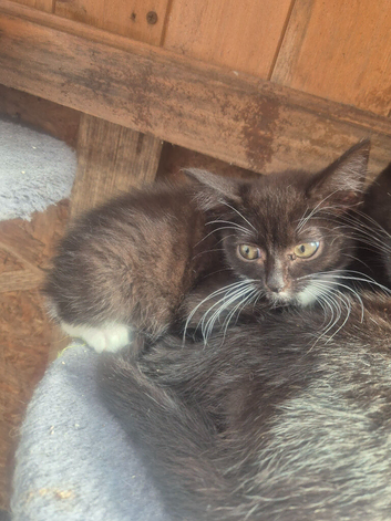 Maine coon x kittens ready now