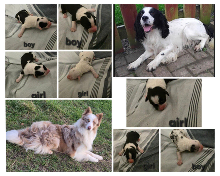 Border collie x cocker spaniel pups