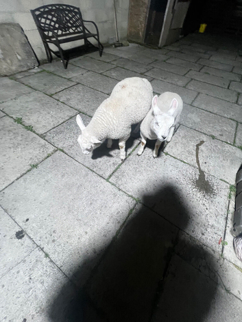 2 lamb