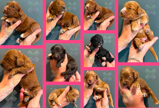 F1 mini cockapoos various colours 30 dna health tested clear