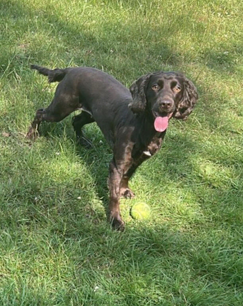 Girl working cocker spaniel