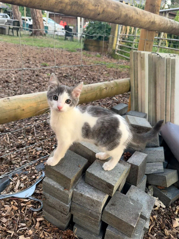 Kitten male