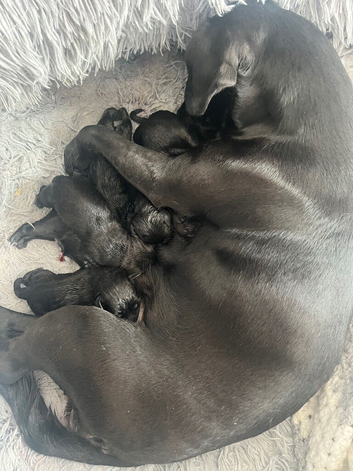 Puppies for sale