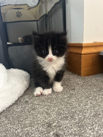 Beautiful felix girl for sale